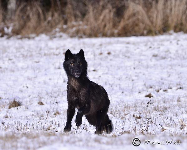 Photo of Canis lupus by <a href="http://www.mwigle.zenfolio.com">Michael Wigle</a>
